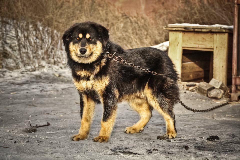 Бурят-монгольский волкодав: описание, фото, характер и уход за собакой хотошо