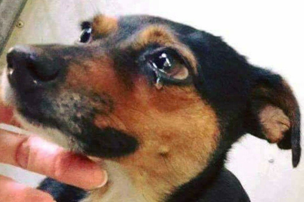 Могут ли собаки плакать – от эмоций и по другим поводам?