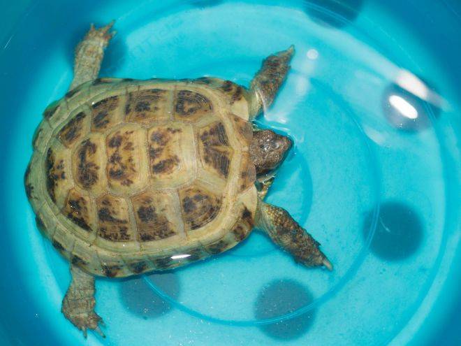 Чем кормить сухопутную черепаху? нужно ли поить сухопутную черепаху в домашних условиях?