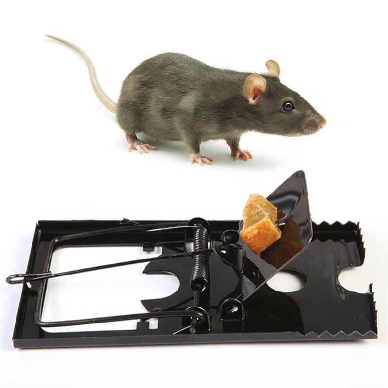 Сборник самых действенных способов как найти и убить крысу в доме или квартире