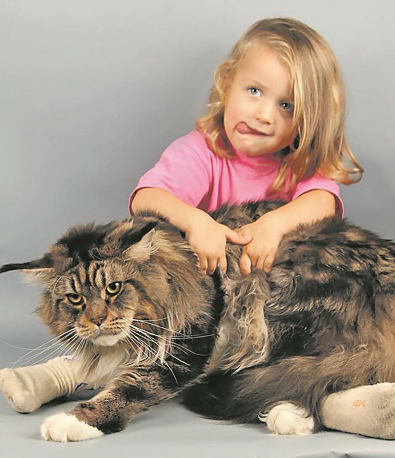 Самые большие коты и кошки — фото кошек крупных пород