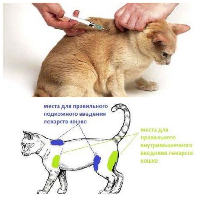 Как правильно делать массаж задних лап коту или кошке