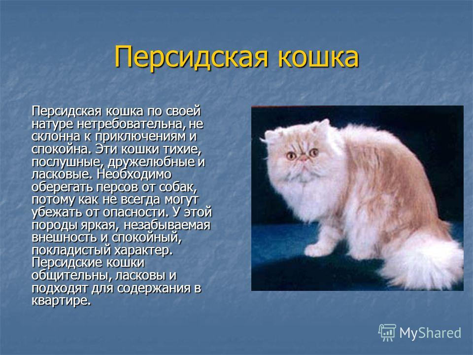 Имена двум кошкам. Персидский кот описание. Персидские кошки описание породы. Персидская кошка презентация. Происхождение персидской кошки.