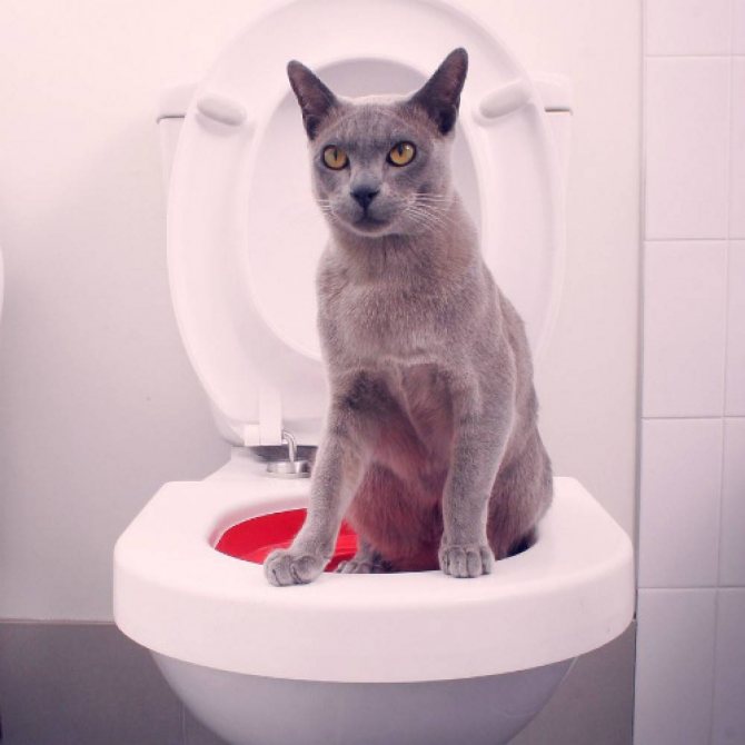 Как приучить котенка к туалету?