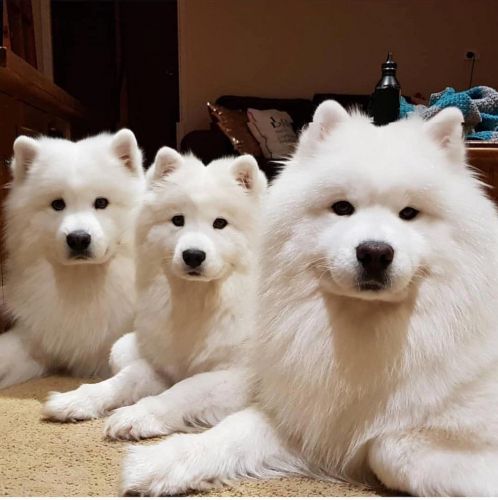 Японские породы собак