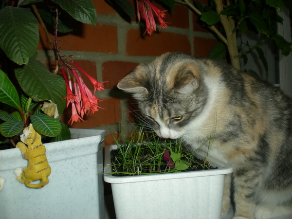 Как защитить цветы от кота, методы, безопасные для кошек и для растений || как уберечь цветы от кошки