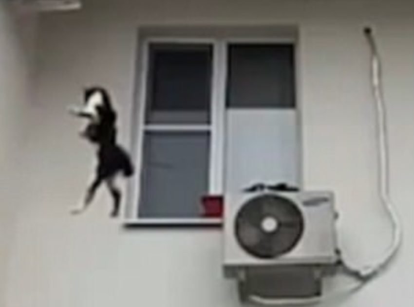 Совет ветеринара: что делать, если кот упал с высоты? кошка упала с высоты. что делать? чем чревато для кота падение с высоты