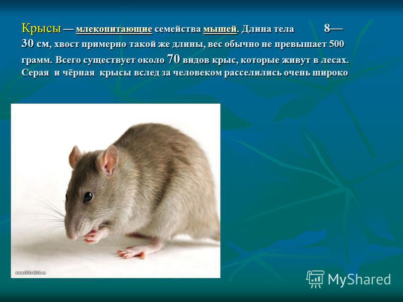 Кормление грызунов