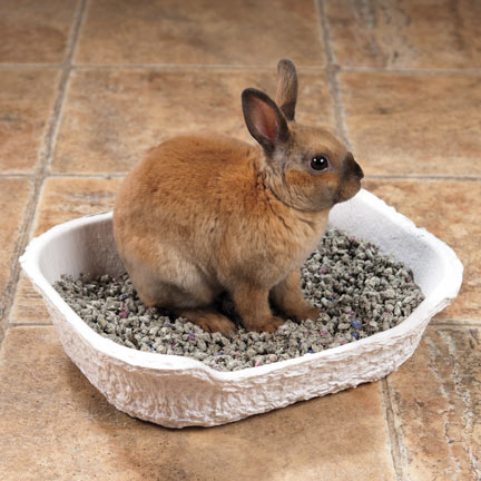 Как приучить декоративного кролика к лотку (туалету)