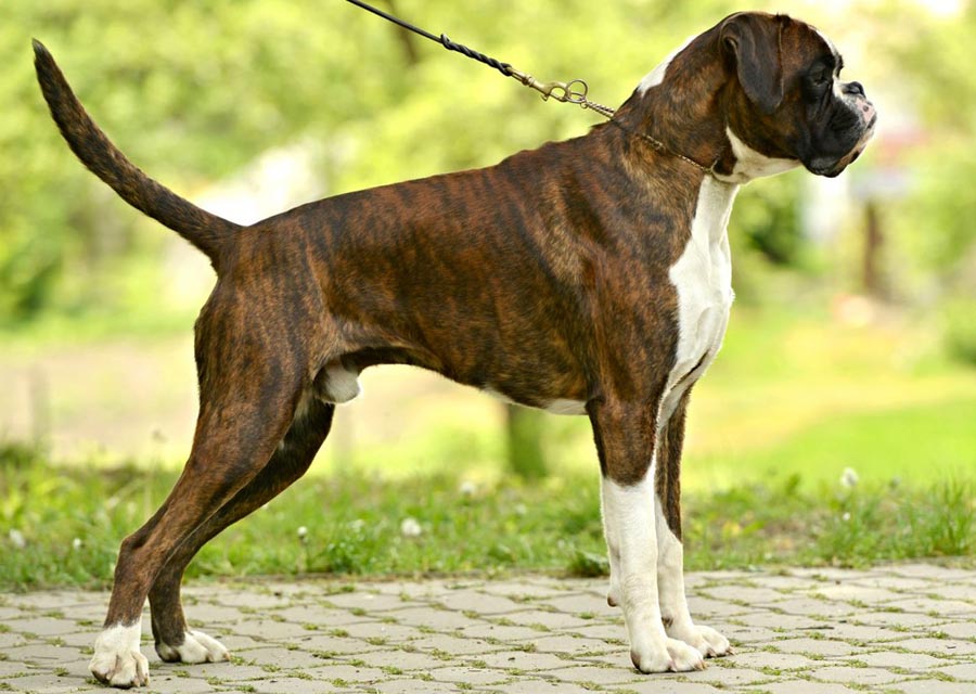 Немецкие породы собак (27 фото): черные щенки с названиями, список маленьких пород, германские горные псы