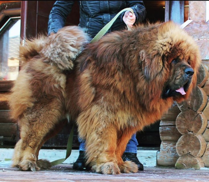 Самая большая собака в мире (тибетский мастиф)
