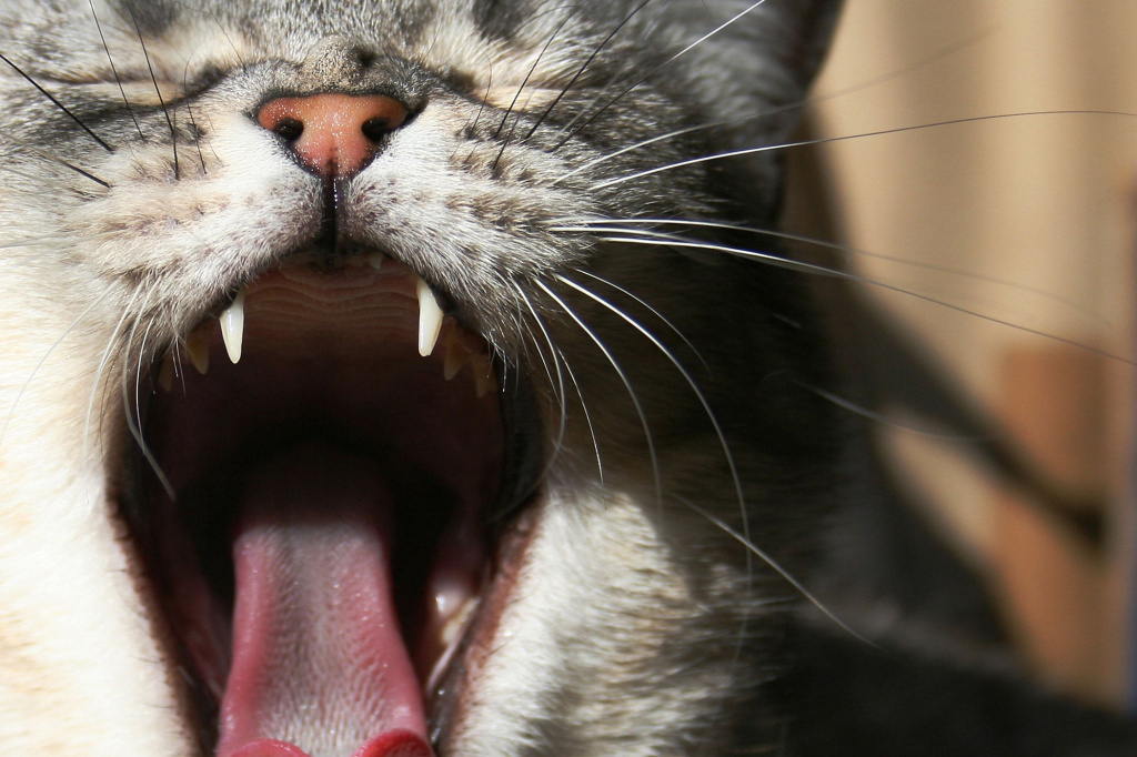 Кошка часто дышит: почему и что делать