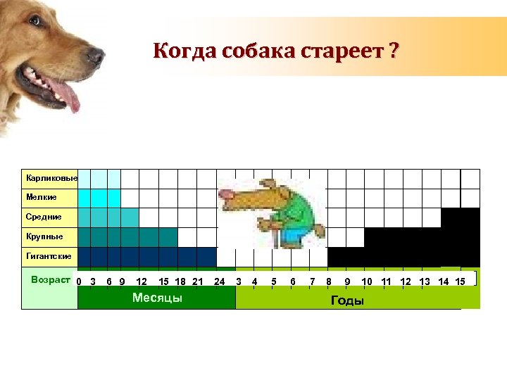 ᐉ до какого возраста растет щенок таксы? - zoomanji.ru