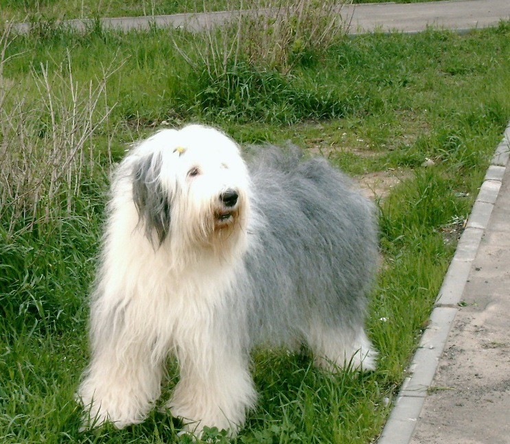 Бобтейл собака фото(староанглийская овчарка), цена щенка, описание породы, отзывы