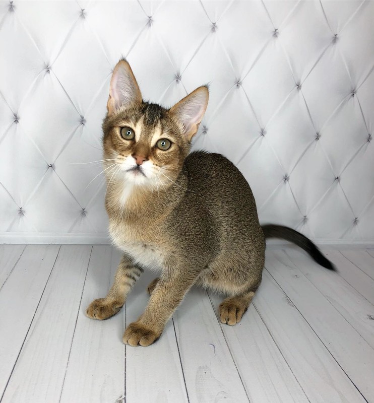 Чаузи кошка характеристика породы, фото, характер, правила ухода и содержания - petstory