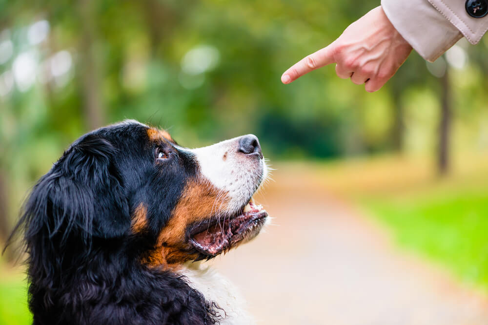 Как сделать чтобы собака выбрала тебя хозяином