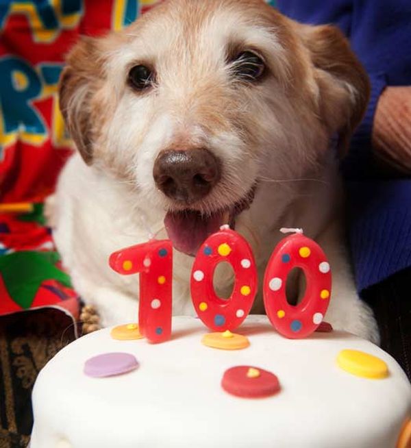 Самая старая собака в мире | фото, книга рекордов