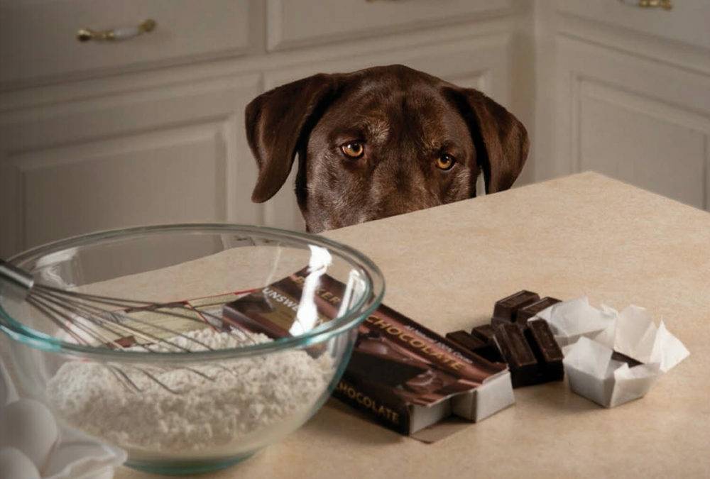Почему собакам нельзя сладкое? отвечает ветеринар | дети фауны