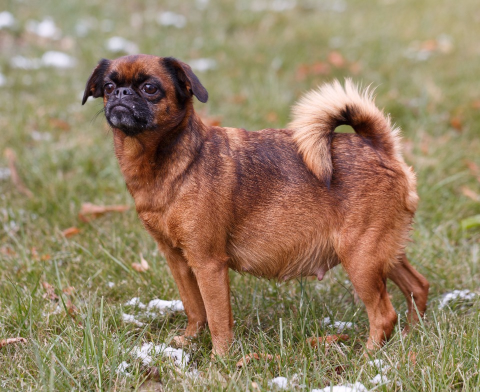 Бельгийский гриффон: все о собаке, фото, описание породы, характер, цена