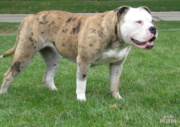Алапахский бульдог (отто): описание породы собак с фото и видео