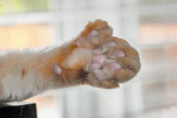 Сколько у кошек пальцев в норме и кто такие коты-полидакты