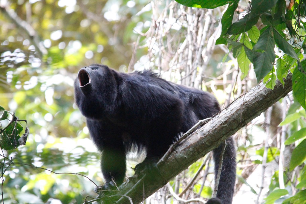 Ревун животное. ревун – самая шумная обезьяна. распространение рыжего ревуна