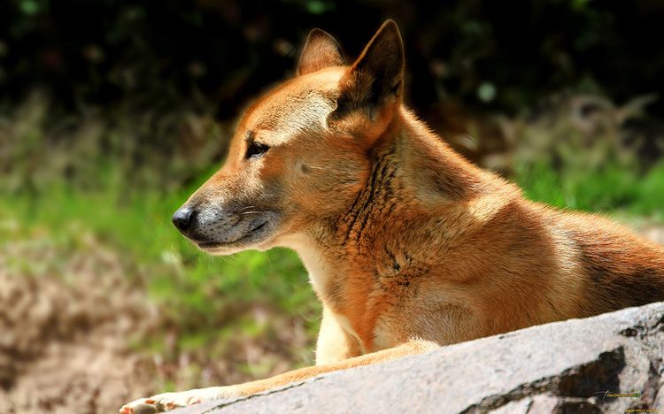 Новогвинейская поющая собака: описание породы, характер, фото