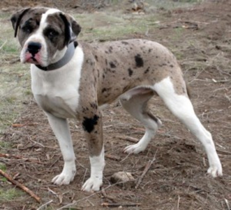 Уникальная порода собак – американский бульдог (амбуль)