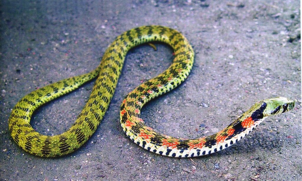 Уж змея. описание, особенности, виды, образ жизни и среда обитания ужа