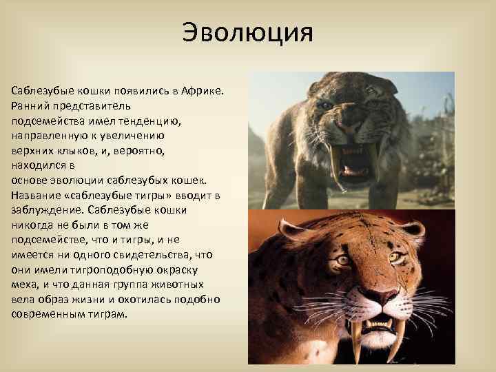 ᐉ саблезубый тигр — как правильно называется, как выглядели доисторические хищники - zoopalitra-spb.ru