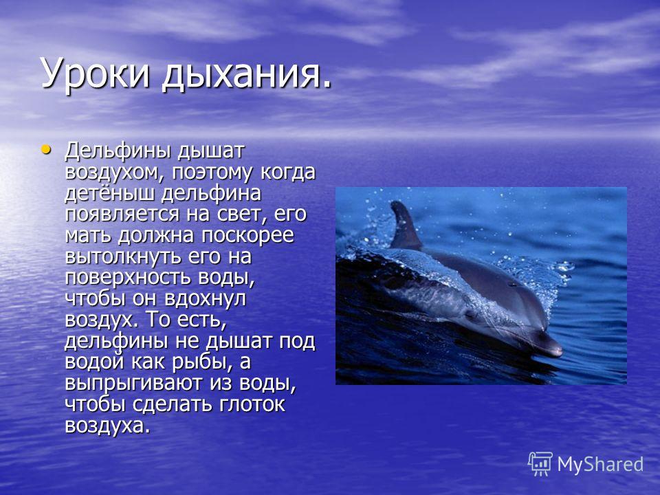 Дельфины: описание, что едят, охота, размножение
