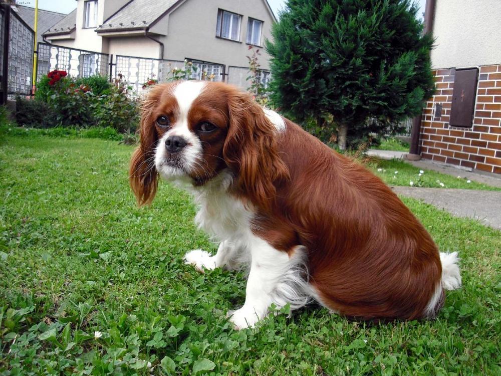 Характеристика собак породы кавалер-кинг-чарльз-спаниель