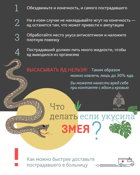 Что делать, если змея укусила собаку на supersadovnik.ru