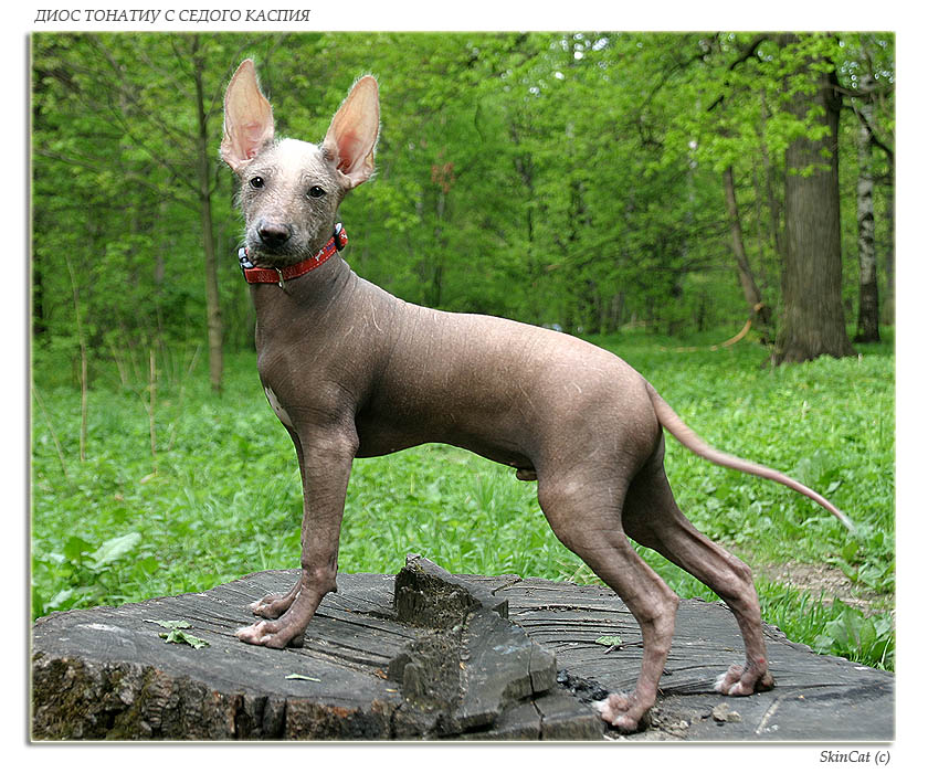 Ксолоитцкуинтли – мексиканская лысая собачка