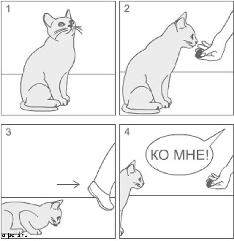 Как дрессировать кошку [9 команд + видео уроки]