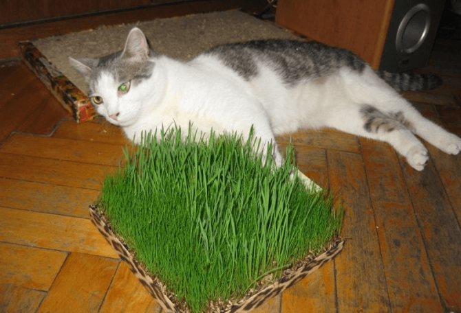 Выращивание травы для кошек в домашних условиях