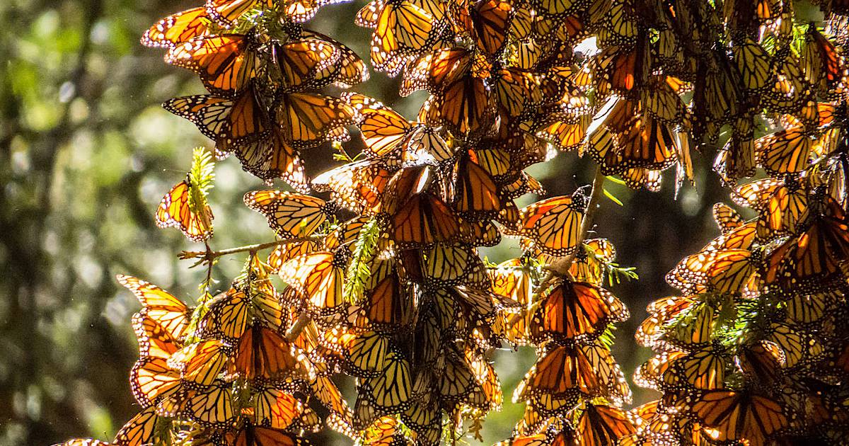 Бабочка монарх, данаида монарх (danaus plexippus) - животные и природа