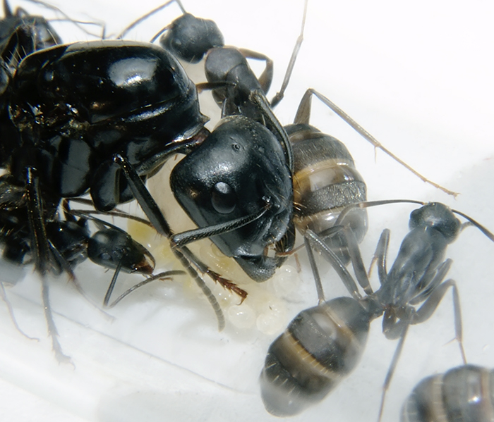Camponotus herculeanus (красногрудый муравей-древоточец)