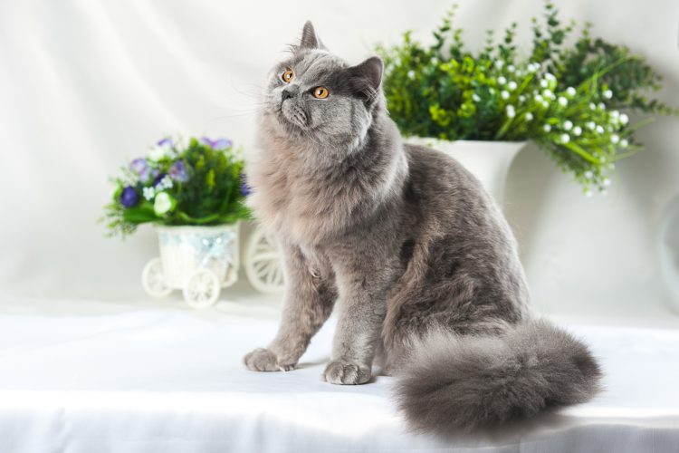 Британская длинношёрстная кошка : содержание дома, фото, купить, видео, цена