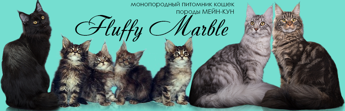 Мейн кун (150 фото породы кошек): история породы, цена котенка, стандарты, интересные факты о характере и содержании