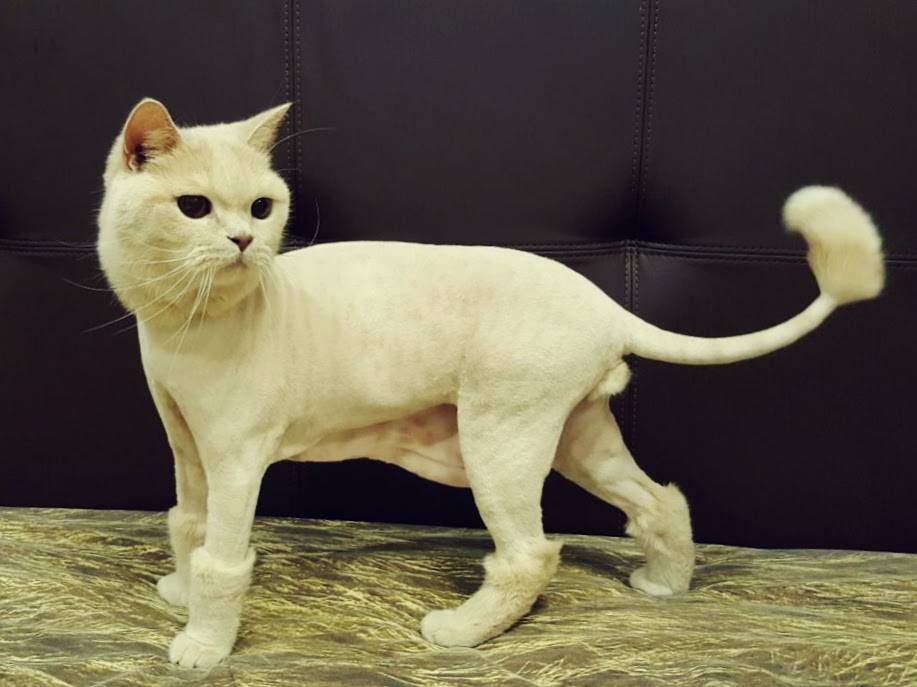 Подстриженные кошки и собаки