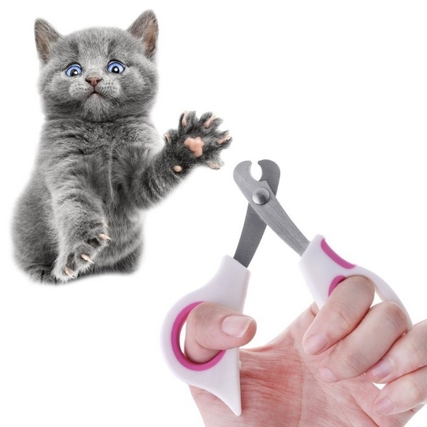 Как правильно подстричь когти кошке в домашних условиях: особенности и способы обрезки ногтей кошкам