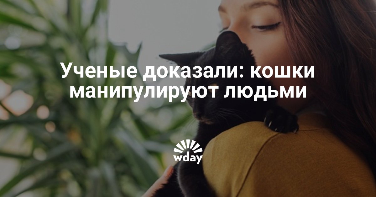 9 признаков того, что ваша кошка вас обожает :: инфониак
