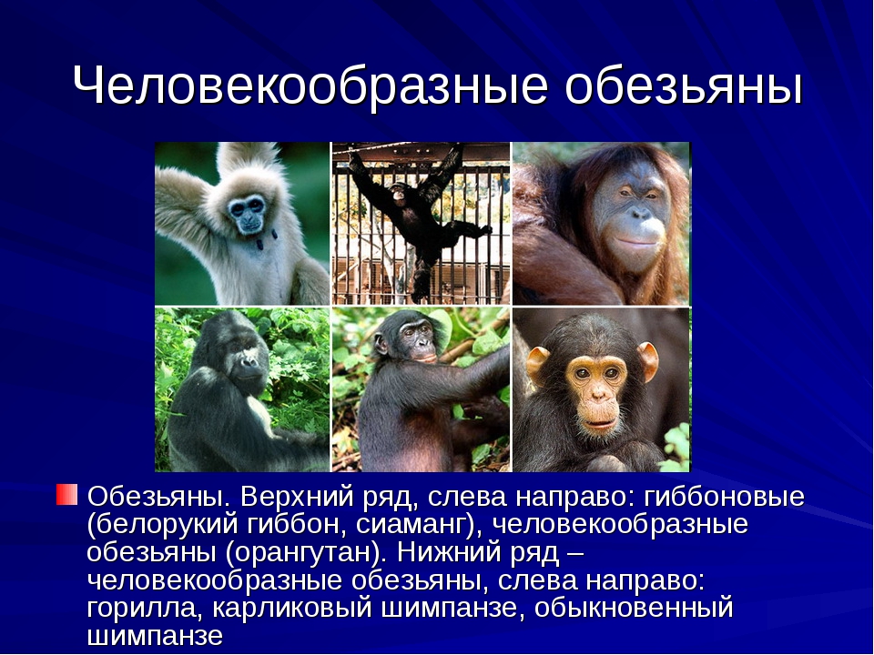 Перечислите человекообразных обезьян. Человекообразные обезьяны человекообразные обезьяны. Белорукий Гиббон человекообразные обезьяны. Человекообразные обезьяны место обитания. Приматы (человекообразные обезьяны).