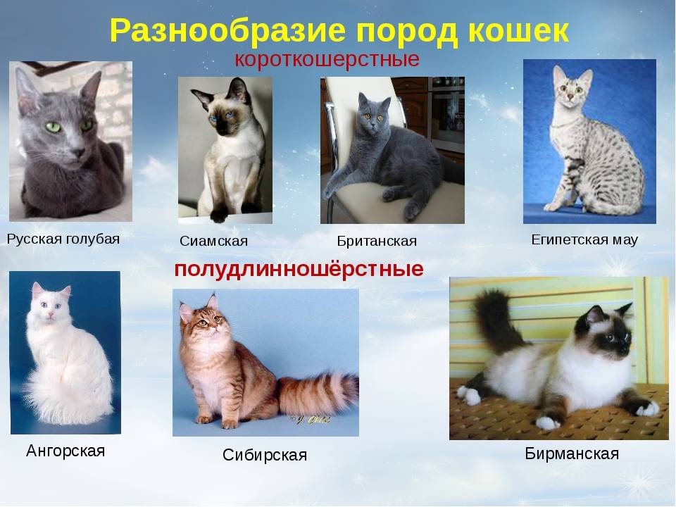 Породы кошек c фотографиями, названиями, описаниями и ценами