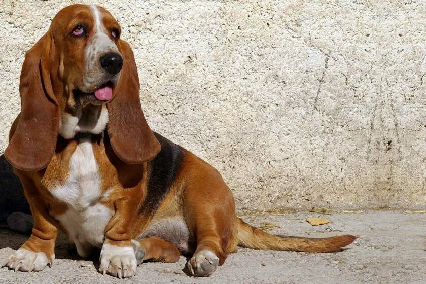 24 самых неприхотливых пород собак: от маленьких до великанов для содержания в квартире и доме