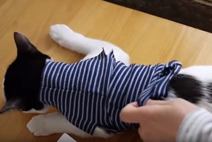 Как сделать попону для кошки из колготок – корсет для котенка