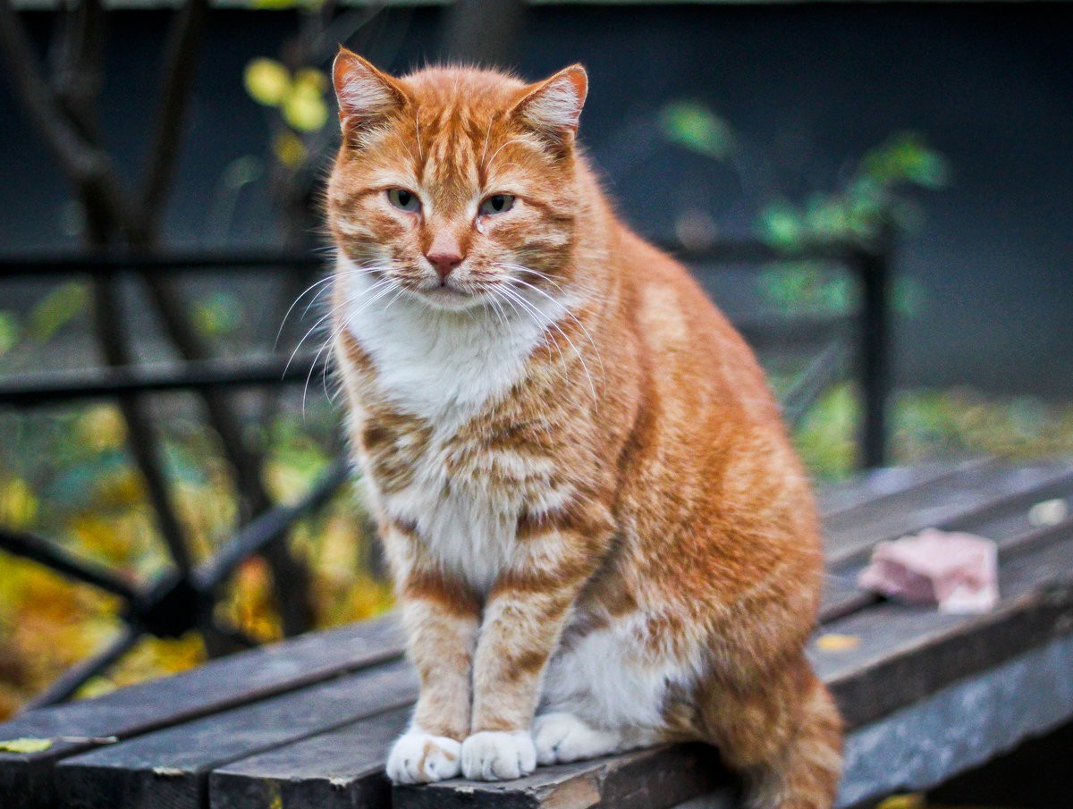 Рыжая дворовая кошка