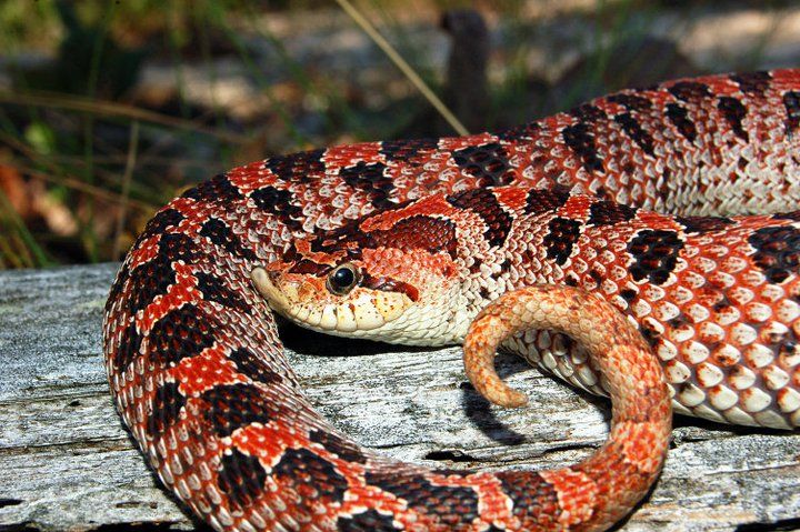 Список амфибий и рептилий монтаны - list of amphibians and reptiles of montana - abcdef.wiki