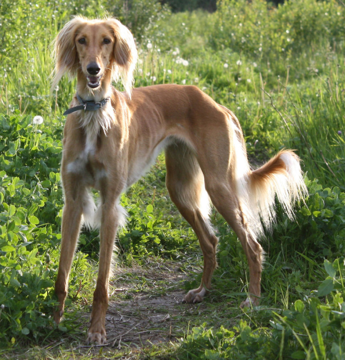 ᐉ собаки породы борзая — виды борзых и особенности ухода, их описание и фото - zoovet24.ru